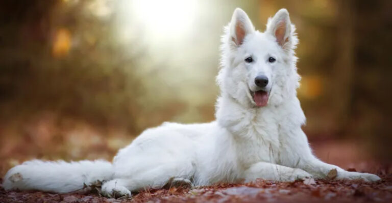 16 Dog Breeds That Act Just Like German Shepherds