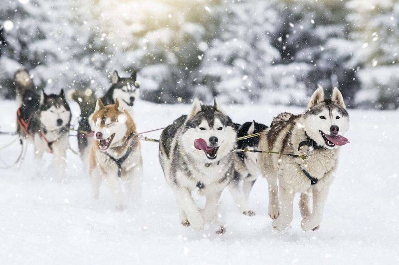 Siberian Husky: Arctic Endurance Champions