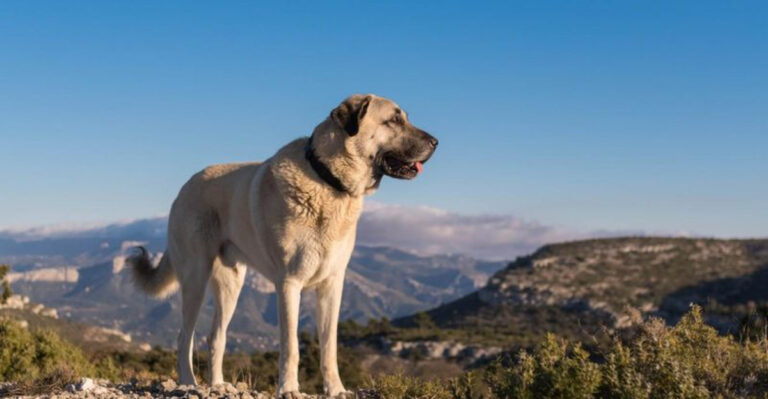 16 Dog Breeds That Are Among The Strongest On Earth