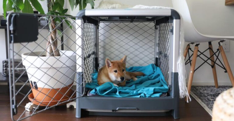 16 Dog Breeds That Are Hardest To Crate Train