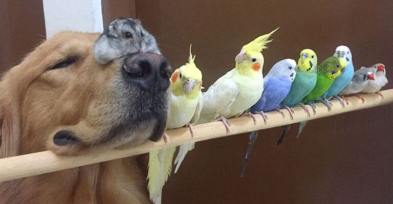 16 Dog Breeds That Are Surprisingly Good With Birds And Small Animals