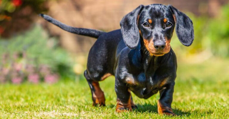 16 Dog Breeds That Aren’t Recommended For Kids