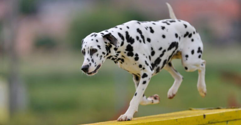 16 Dog Breeds That Don’t Live Up To Expectations