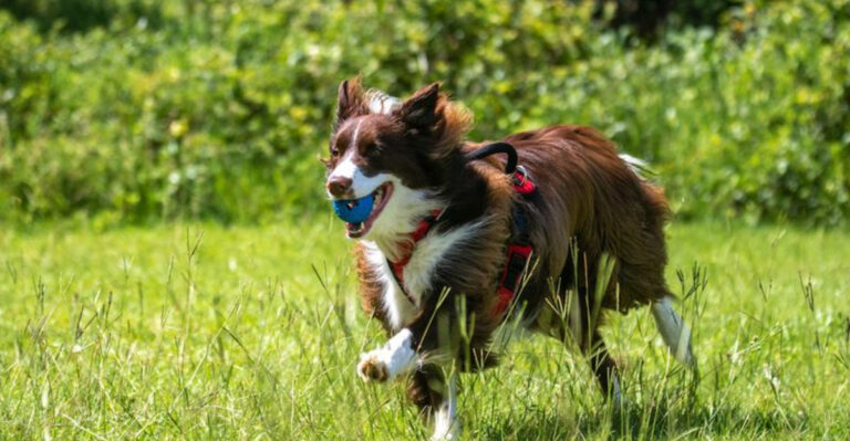 16 Dog Breeds That Love To Go Running With You