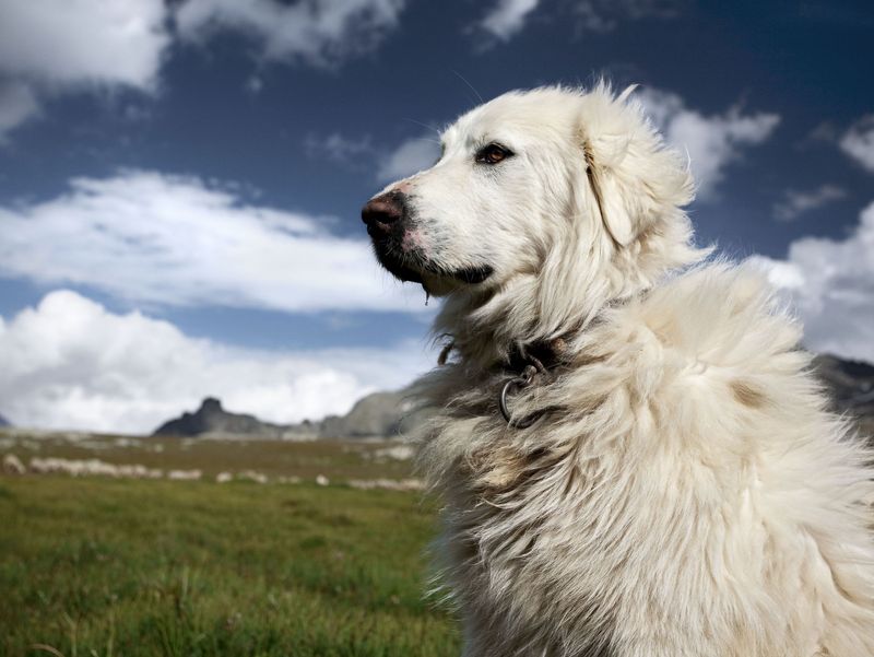 Great Pyrenees