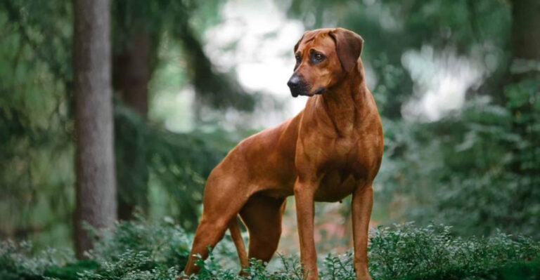 16 Dog Breeds That Protect Without Barking Up A Storm