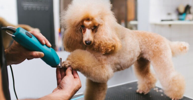 16 Dog Breeds That Visit Grooming Salons Most Often