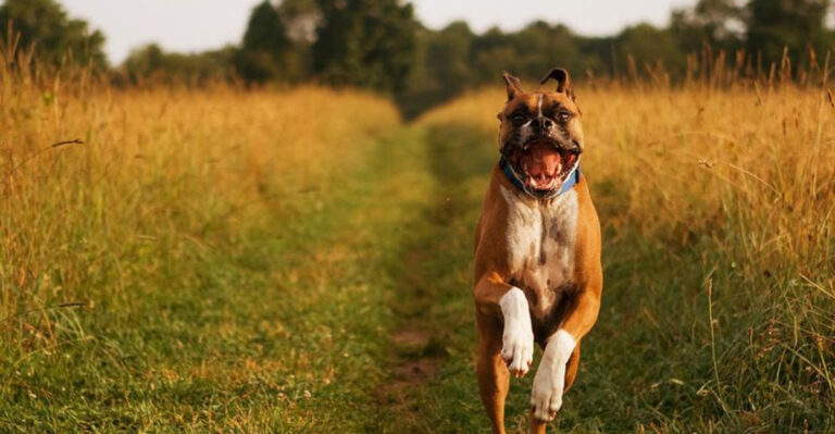 16 Dog Breeds That Were Quiet Witnesses To A Changing America