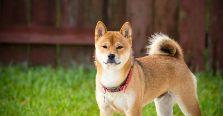 16 Dog Breeds With Intriguingly Complex Personalities