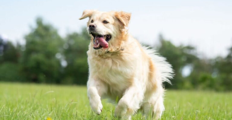 16 Dog Breeds With Puppy-Like Personalities You’ll Never Get Tired Of