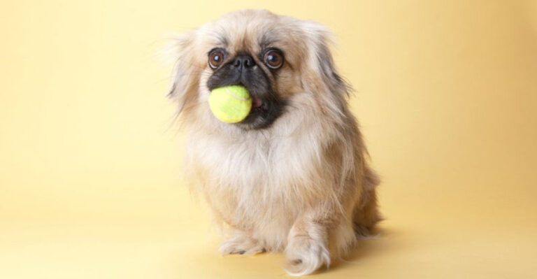 16 Dog Breeds With The Worst Memory