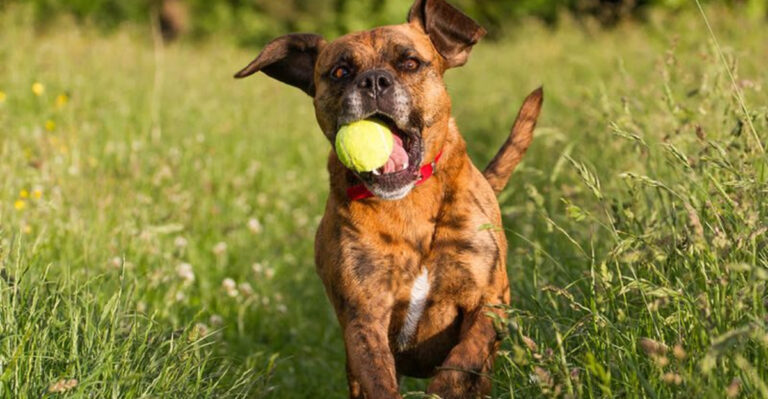 16 Dog Habits You Shouldn’t Always Try To Discourage