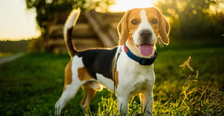 16 Dogs That Can Actually Tell Time (And How They Do It)