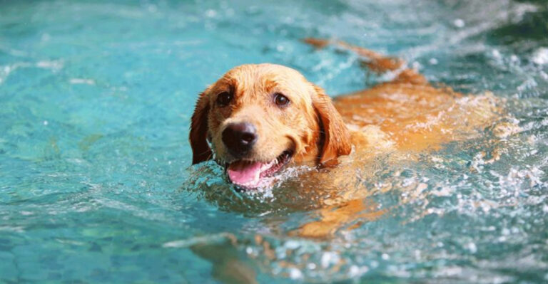 16 Easy Steps To Teach Your Dog How To Swim
