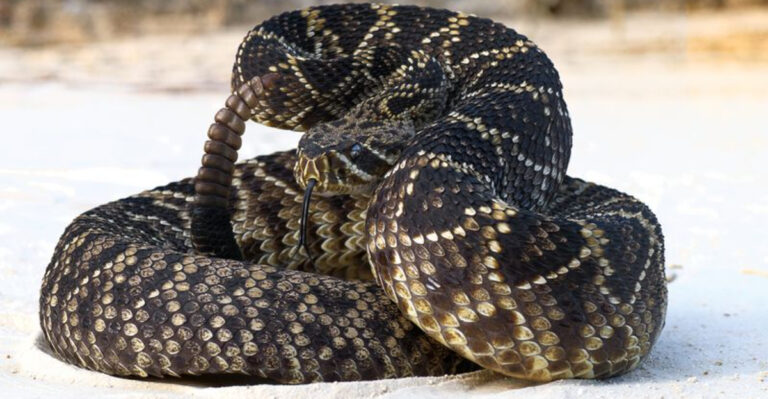 16 Easy Ways To Spot A Venomous Snake To Keep Your Pets (And Yourself) Out Of Danger