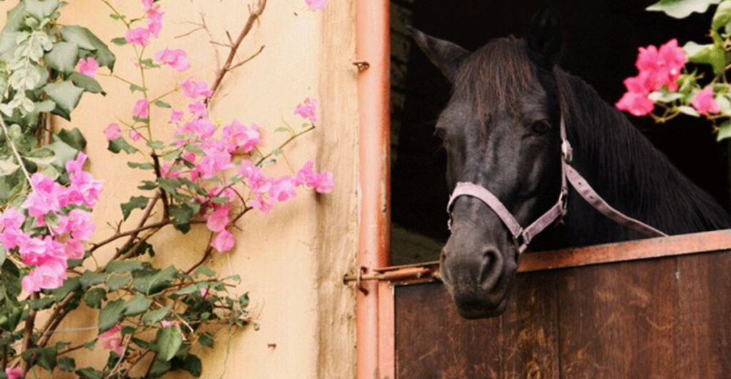 Stallion Behavior 16 Effective Strategies For Managing Aggressive Horse Behavior