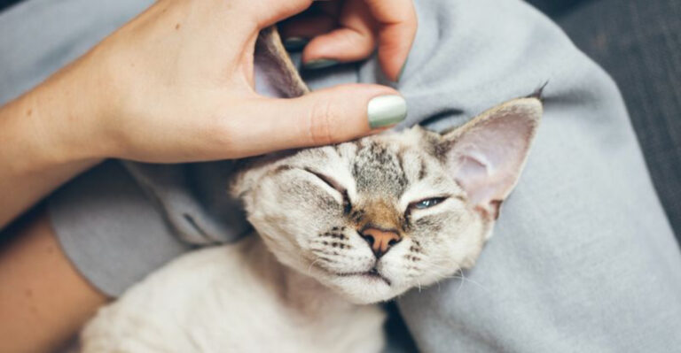16 Effective Ways To Reconnect With Your Withdrawn Cat