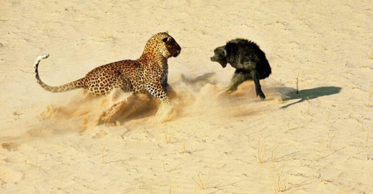 16 Epic Predator Face-Offs That Will Blow Your Mind