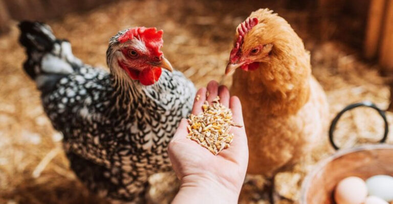 16 Essential Tips For Raising Happy And Healthy Chickens