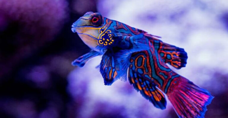 16 Exotic Pet Fish That Are Hard To Keep But Worth The Effort
