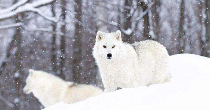Arctic Survivors