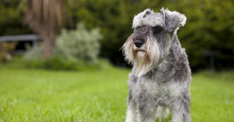 16 Factors To Weigh Before Getting A Miniature Schnauzer As Your Pet