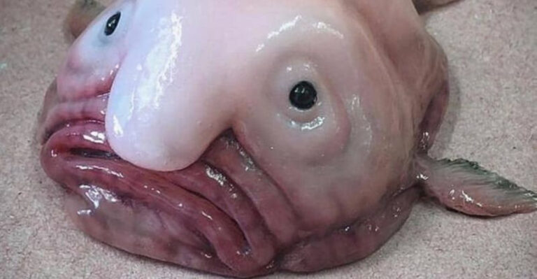 16 Facts About The World’s Ugliest Yet Most Interesting Fish