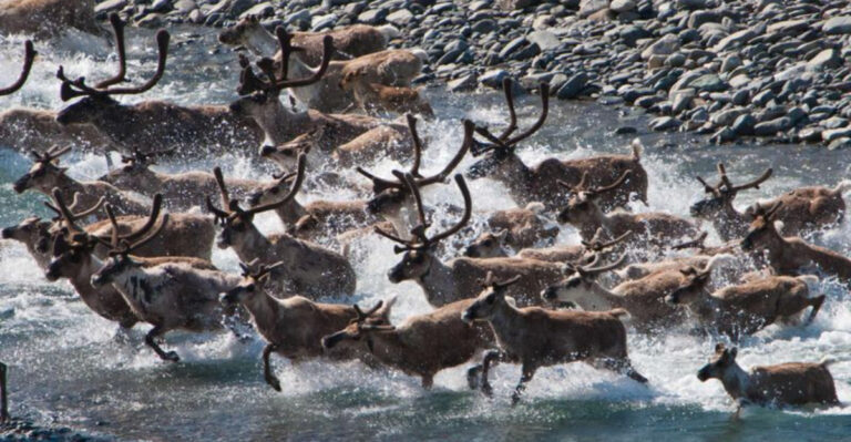 16 Fascinating Animal Migrations That Will Blow Your Mind