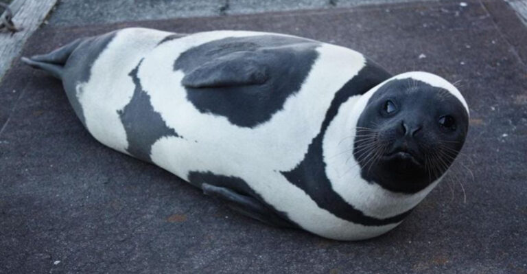 16 Fascinating Facts About Ribbon Seals