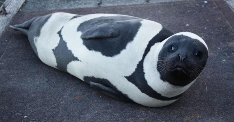 16 Fascinating Facts About Ribbon Seals