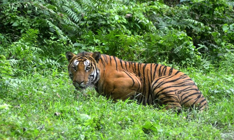 Tiger Populations Are Shrinking