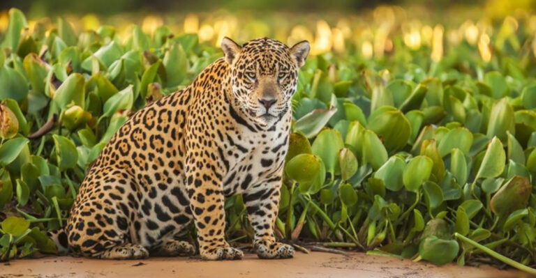 16 Fascinating Things To Know About Jaguars In Arizona (And Why They're So Rare In The U.S.)
