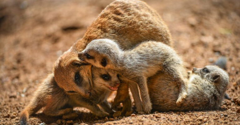 16 Fascinating Things You Didn’t Know About Meerkats