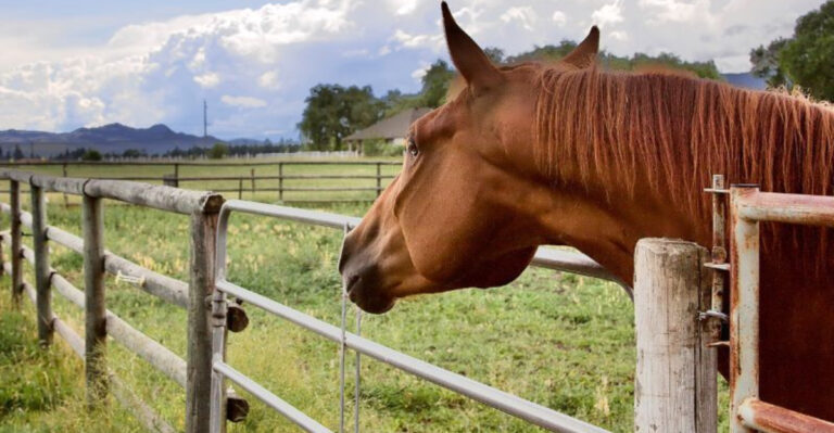 16 Fun Facts About The Tennessee Walking Horse
