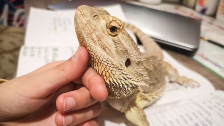 16 Fun Ways To Strengthen The Bond With Your Bearded Dragon