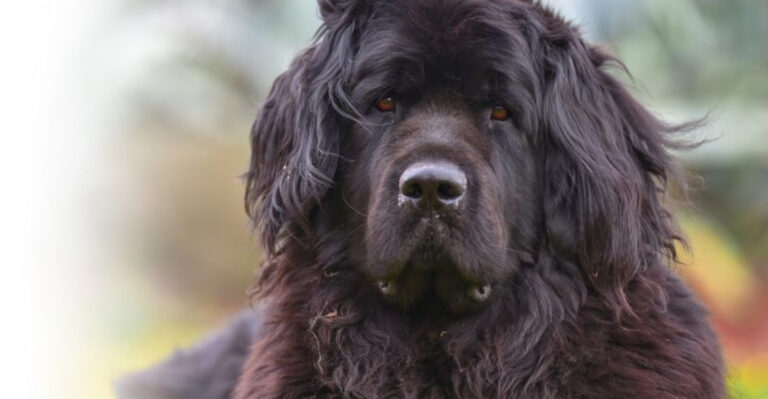 16 Giant Dog Breeds That Could Overwhelm Any Home