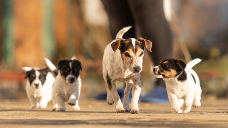 16 Important Lessons A Mother Dog Teaches Her Puppies