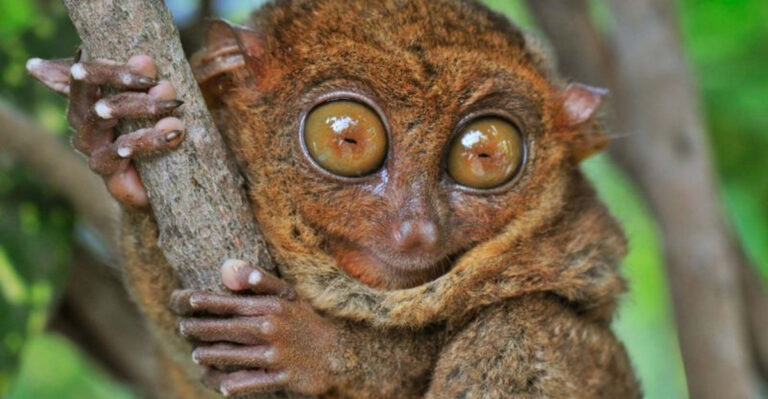 16 Incredible Animals Once Thought Extinct (But They’re Back)