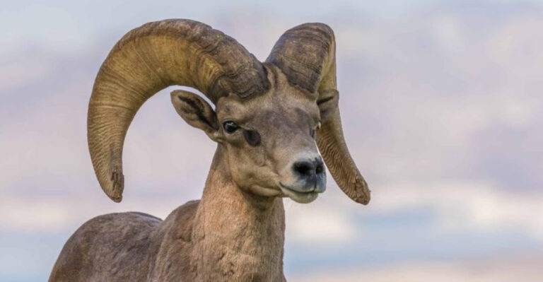 16 Incredible Facts About Bighorn Sheep And Their Bubble-Wrapped Brains