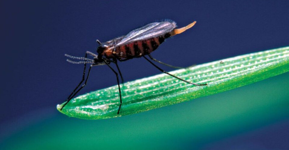 16 Insects With Shockingly Short Life Spans