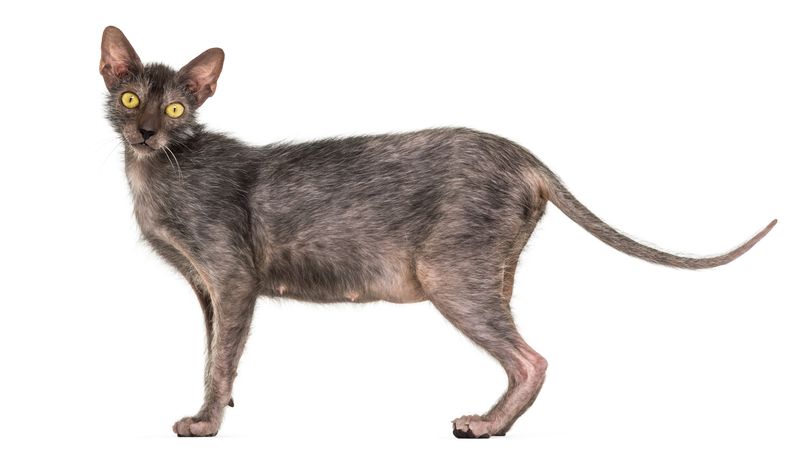 Natural Mutation
