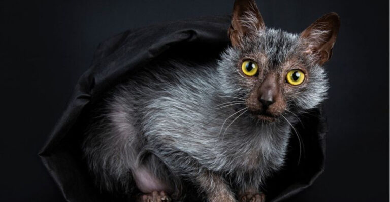 16 Interesting Facts About Lykoi Cat