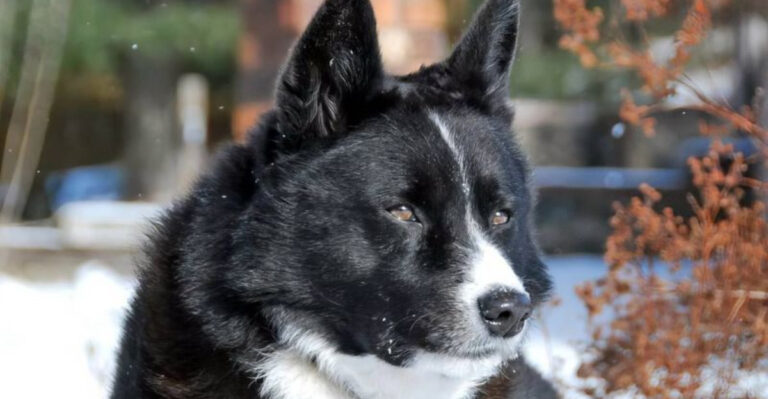 16 Internationally Popular Dogs You Rarely See In The U.S.