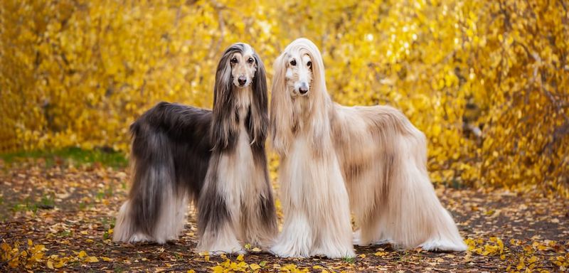 Afghan Hound