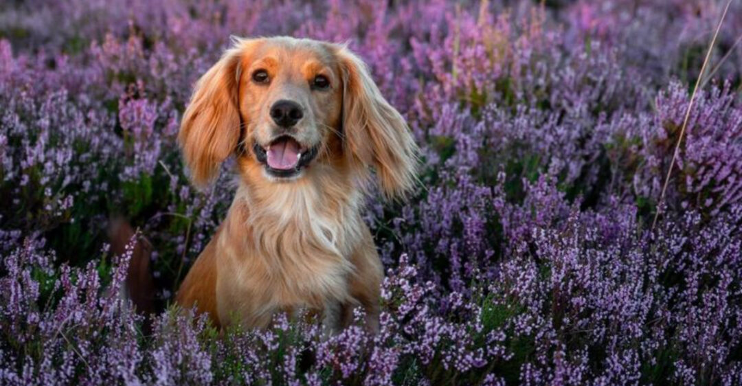 Dog Medium Breed Adult (+1 Year) main image 0