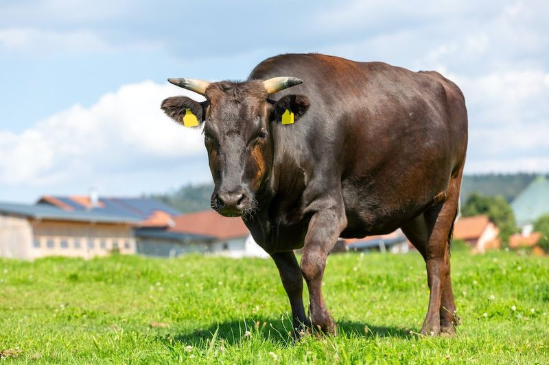Wagyu