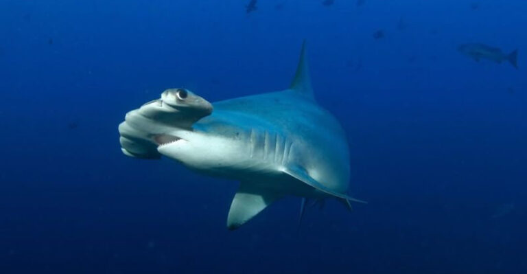 16 Most Threatening Fish Of The Pacific Ocean
