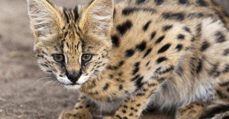 16 Most Unusual Pets You Can Legally Own In The U.S.