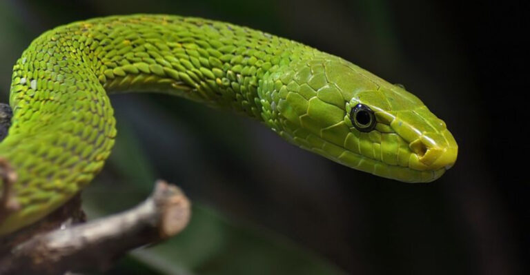 16 Most Venomous Snakes Found In Tropical Jungles