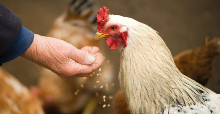16 Must-Have Items For Every Chicken Keeper